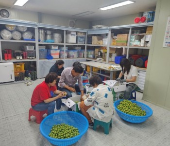 사랑의 밥차 김치나눔 봉사를 위한 매실청 만들기 이미지