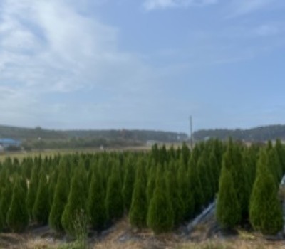 청포대조경(일부품목제외) 이미지